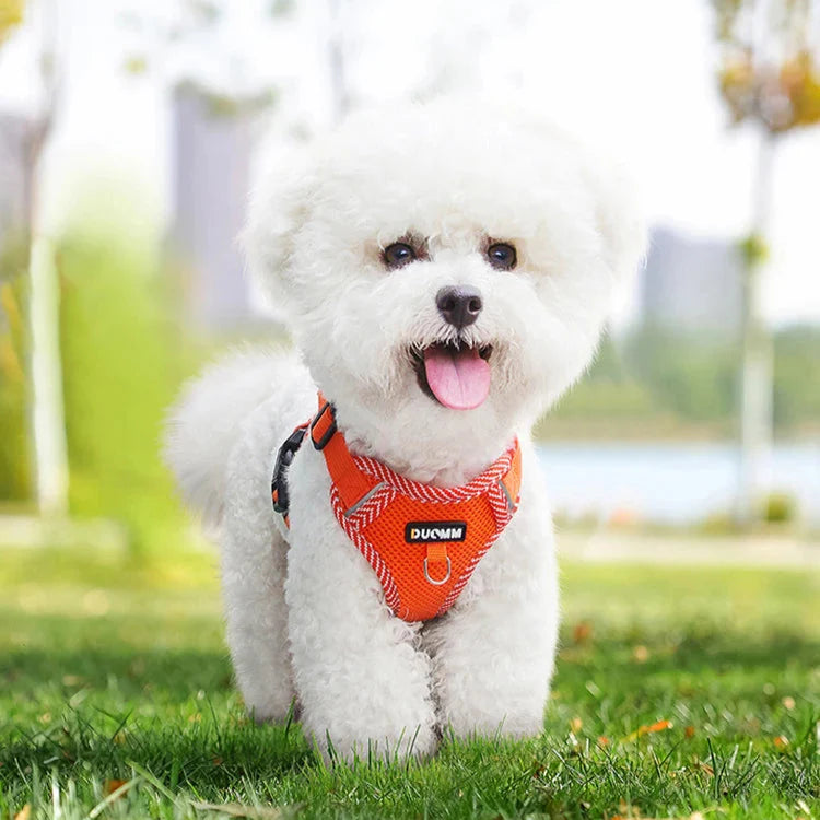 4-Point Adjustment Harness & Leash Set